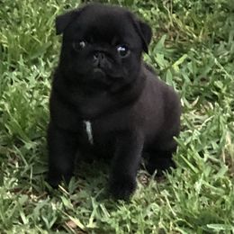 Bulldog and Pug Puppies from JR’s Pugs