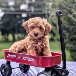 Kobe Bryant - male Bernedoodle puppy in Sparta, Missouri from Sis' Doodles & Poodles