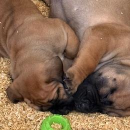 Boerboels from Indian Ridge Boerboels