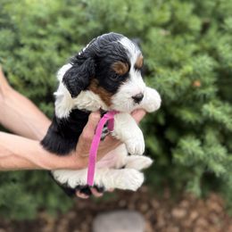 Mimi - Tri-color female Bernedoodle puppy in Las Vegas, Nevada from Perfect Bernedoodles