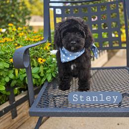 S t a n l e y - male Cavapoochon puppy in Bullard, Texas from Cavapoochon Central LLC