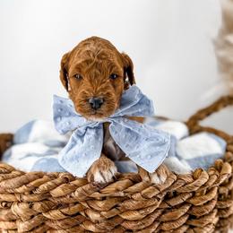 Barley - Red  male Goldendoodle puppy in Russell Springs, Kentucky from Milk & Honey Doodles