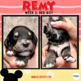 Remy (Red) - male Golden Mountain Doodle puppy in Boiling Springs, South Carolina from OlliePups, LLC