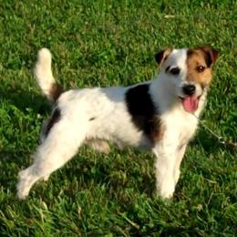 Rebound - Jack Russell Terrier
