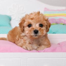 Spring - Apricot male Poodle puppy in Highland Ranch, Florida from Toy Poodles