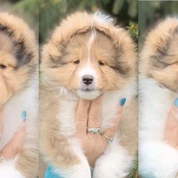 Shetland Sheepdog Puppies from Royal Tea Shelties