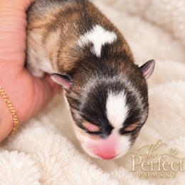 Pomsky Puppies from PerfectPomskies