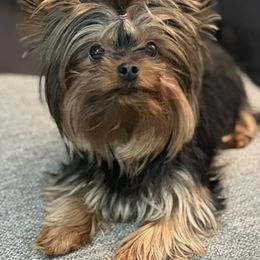 Yorkshire Terrier Puppies from Dreams Come True Yorkies