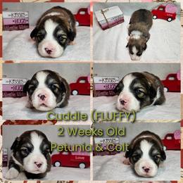 Cuddle - Sable male Pembroke Welsh Corgi puppy in Kiowa, Colorado from Cool Water Corgis LLC
