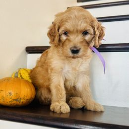 Creme Brûlée - Apricot female Goldendoodle puppy in Denison, Iowa from Violet View Iowa Goldendoodles