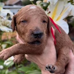Stormy - Red collar - Red  male Goldendoodle puppy in Puyallup, Washington from Dawnie’s Doodles