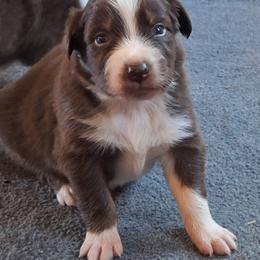 COSMO- rtm - Red tri-color male Australian Shepherd puppy in Salem, Arkansas from Patchwork Kennels