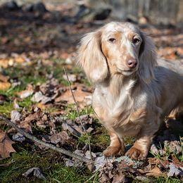 Harper - Dachshund