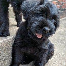 Giant Schnauzer Puppies from Riesenschnauzers von Reh Bach