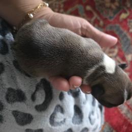 Ridge - Fawn and white male French Bulldog puppy in Asheville, North Carolina from MTO KENNELS