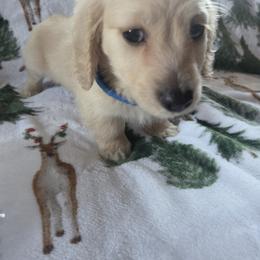 Dachshund and Pembroke Welsh Corgi Puppies from RRR Corgis