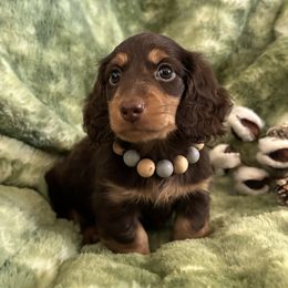 Dachshund and French Bulldog Puppies from Scarlet Sons Frenchies