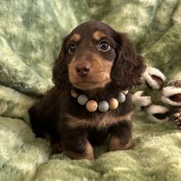 Dachshund and French Bulldog Puppies from Scarlet Sons Frenchies