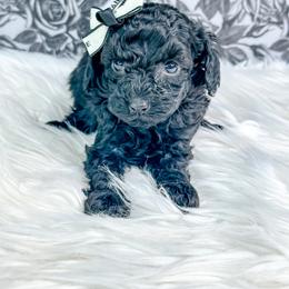 Olivia - Black female Poodle puppy in from Pink Poodles and Doodles