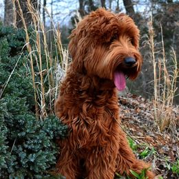 Australian Labradoodle All Grown Up from Cabin Hill Labradoodles