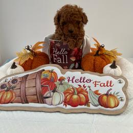 Purple collar - Red  female Poodle puppy in Bakersfield, California from Pups and Paws Toy Poodles