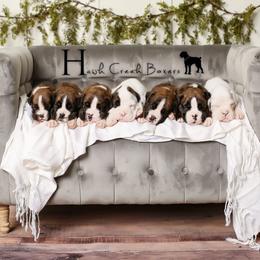 Boxer Puppies from Hawk Creek Boxers