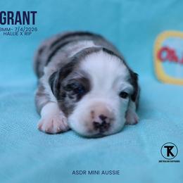 Grant- BMM - Blue merle male Miniature Australian Shepherd puppy in Nacogdoches, Texas from TK Standard, Mini, & Toy Aussies