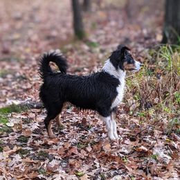Morgan - Miniature Australian Shepherd