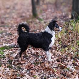 Morgan - Miniature Australian Shepherd