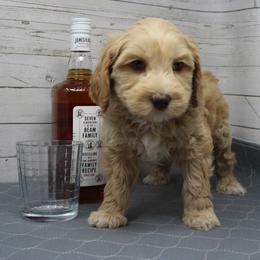 Yellow collar Whiskey - Caramel male Australian Labradoodle puppy in Provo, Utah from EllsWORTH Labradoodles LLC
