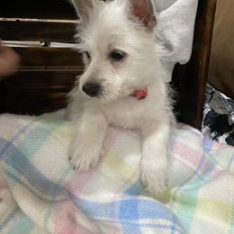 Mr Red - White male West Highland White Terrier puppy in Blue Hill, Nebraska from BlueBelle's Canine Companions