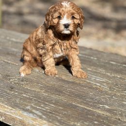 Cavachon, Cavalier King Charles Spaniel, and Cavapoo Puppies from LierChonPoo