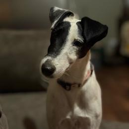 Lilith - Smooth Fox Terrier