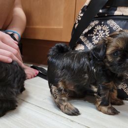 Shih Tzu Puppies from Chimera Shih Tzu