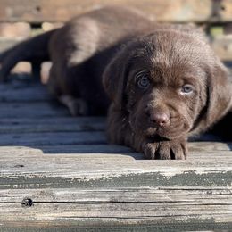 Boy 2 - Labrador Retriever puppy in Seymour, Missouri from Castlegate Labs & Doodles