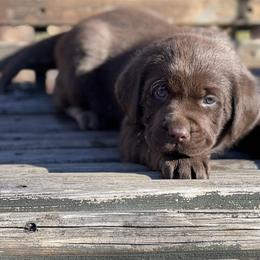 Boy 2 - Labrador Retriever puppy in Seymour, Missouri from Castlegate Labs & Doodles