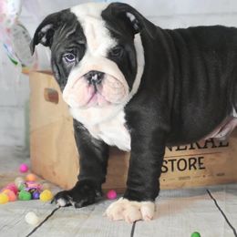Bulldog Puppies from Dampier Bulldogs Mo