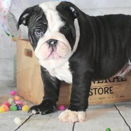 Bulldog Puppies from Dampier Bulldogs Mo