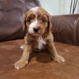 Lily - Red female Cavapoo puppy in Atmore, Alabama from Gulf Coast Puppies