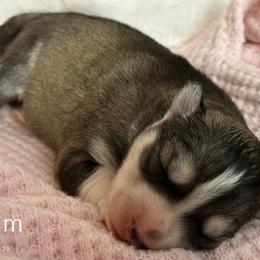 Puppy 3 - Agouti and white female Siberian Husky puppy in Sherwood, Oregon from Whiskey River Siberians
