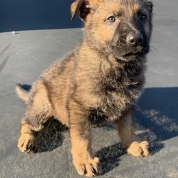 "Blue collar male" German Shepherd Puppies from Working Line Czech/East German Shepherds