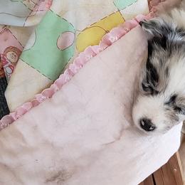 Australian Shepherd Puppies from Raining Ice Kennels