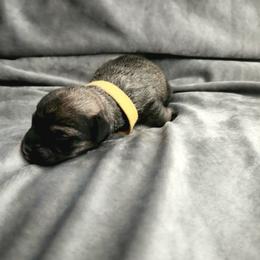 Girl 1 - female Schnoodle puppy in Tucson, Arizona from Smart Schnauzers & Schnoodles