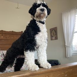 Sadie - Portuguese Water Dog