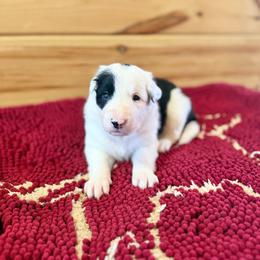 Dart - Black and white male Border Collie puppy in Owenton, Kentucky from Three16 Ranch