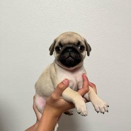 Scout - Fawn male Pug puppy in Glendale, Oregon from Azalea Pugs