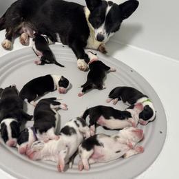 American Corgi, Cardigan Welsh Corgi, and Pembroke Welsh Corgi Puppies from DnD Corgis