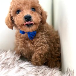 Elton - Red  male Poodle puppy in Gilbert, Arizona from My Poodle Bears