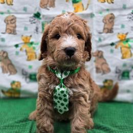 Magic - Apricot male Goldendoodle puppy in Summerville, South Carolina from Channys Doodles