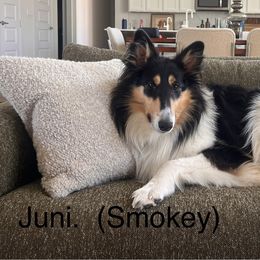 Collie and Scottish Collie All Grown Up from Lawson’s Lassies